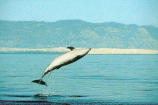 Dolphin Body Language:Breach