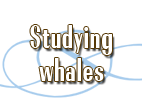 Studying whales