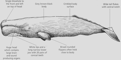 The External Appearance of a Sperm Whale
