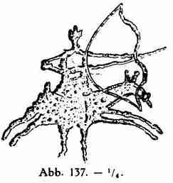 Abb. 137